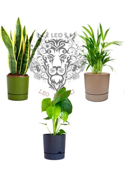 Elite 3'lü Kombin Begonya 9lt Saksı(Yeşil-Krem-Antrasit)(Leo Flowers )Ağız Çapı 24.5 cm Yükseklik 23 cm 1 Adet fiyatları