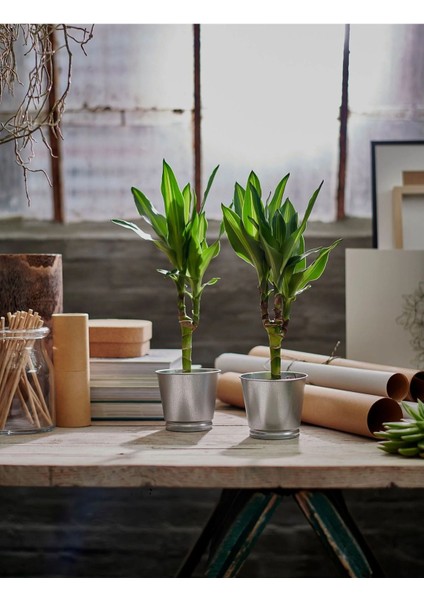 Elite Bıntje Saksı Ikea Çelik Saksı Galvanizli 9cm 2'li 1 Adet