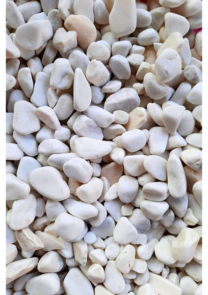 Elite Beyaz Dolomit Taş 1 kg 1,5-2,5 cm Dere Çakıl Taşı Bahçe Süs Taşı Saksı Teraryum Taşı 1 Adet fırsatları