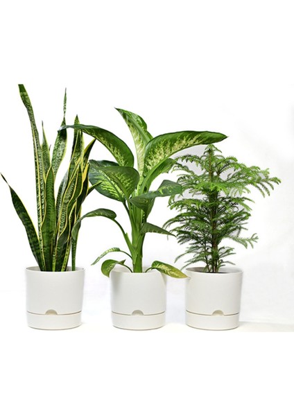 Elite Begonya 5 Lt 3 Adet Saksı Ağız Çapı 21 cm Yükseklik 20.5 cm 1 Adet