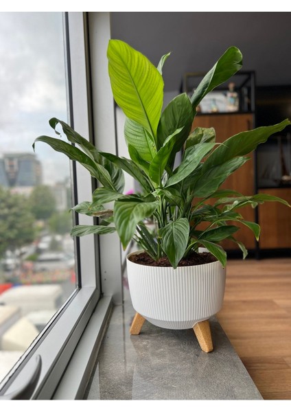 Elite Nostalji Ayaklı Saksı: 24 cm (5 Litre) 1 Adet