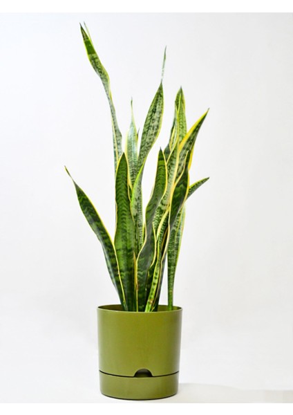 Elite Begonya 5 Lt Yeşil Saksı (Leoflowers Ürünü) FMA044643 1 Adet