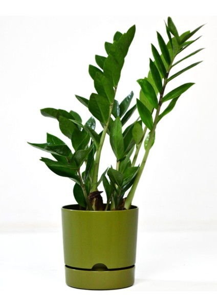 Elite Begonya 5 Lt Yeşil Saksı (Leoflowers Ürünü) FMA044643 1 Adet