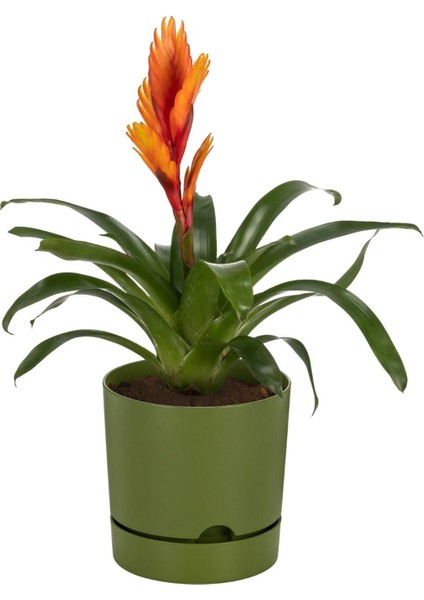Elite Begonya 5 Lt Yeşil Saksı (Leoflowers Ürünü) FMA044643 1 Adet