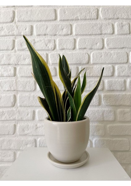Elite 5litre Klasik Saksı Tabaklı 15CMX15CM Ekru Renk 1 Adet
