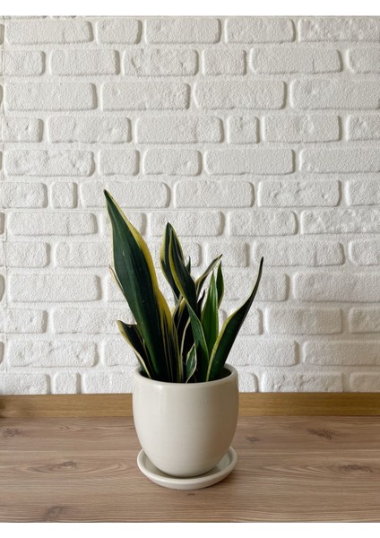 Elite 5litre Klasik Saksı Tabaklı 15CMX15CM Ekru Renk 1 Adet
