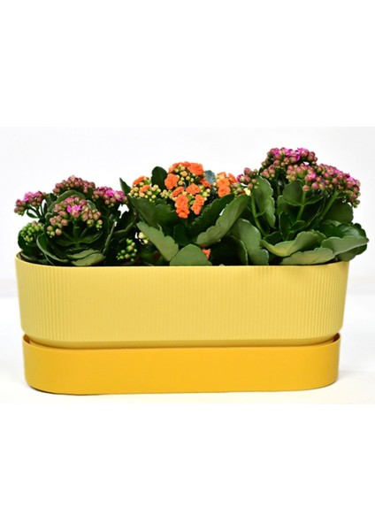 Elite 1 Adet Ixora Çift Askılı Balkon Saksı Sarı Renk 5,8 Lt Genişlik 39,5 cm Yükseklik 22 cm Derinlik 17 1 Adet