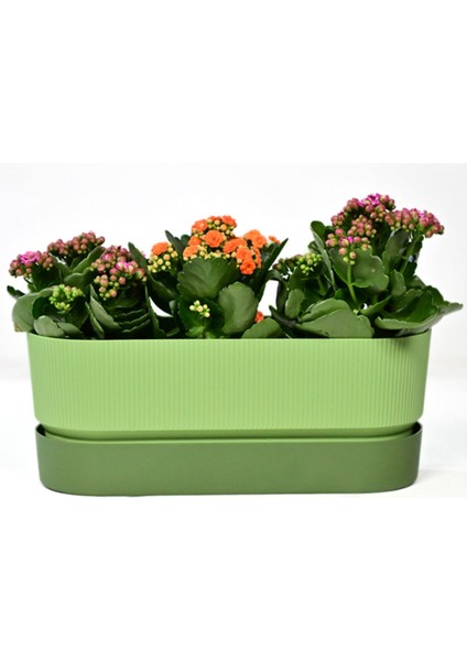 Elite 1 Adet Ixora Çift Askılı Balkon Saksı Sarı Renk 5,8 Lt Genişlik 39,5 cm Yükseklik 22 cm Derinlik 17 1 Adet