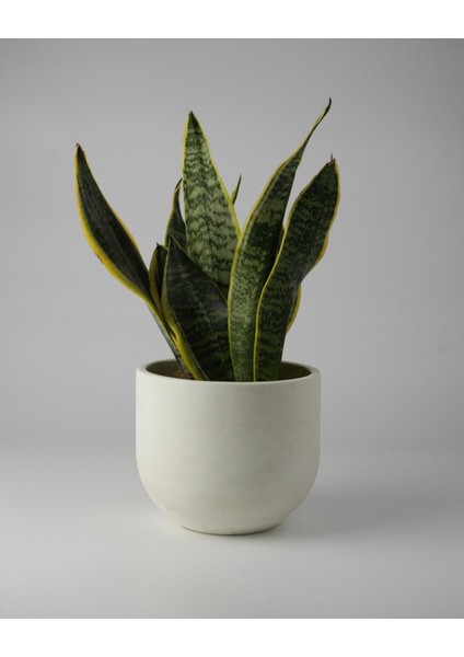 Elite Dekoratif Beton Saksı - Orta Boy Yuvalak - 15X14CM 2l 1 Adet