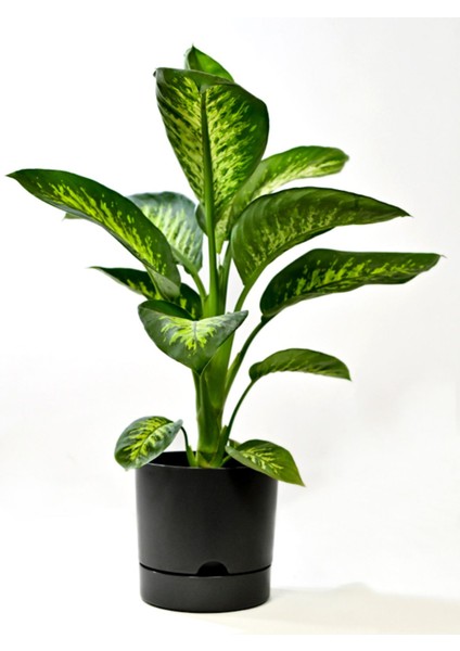 Elite Begonya Tasarım Antrasit Renkli 3.3 Lt Saksı (Leoflowers ) Ağız Çapı 18CM Yükseklik 17.5 cm 1 Adet