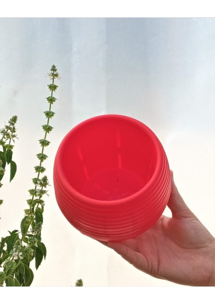 Elite Kaktüs & Sukulent Saksısı 0,55 Lt 5 Adet Kırmızı Elvan Saksı Renkli Saksı Mini Saksı Plastik Saksı 1 Adet modelleri