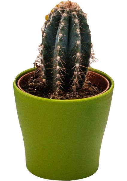 Elite Gardenya 5,5 cm Kaktüs Saksısı 0.1 Lt Fresh Mix 1 Adet