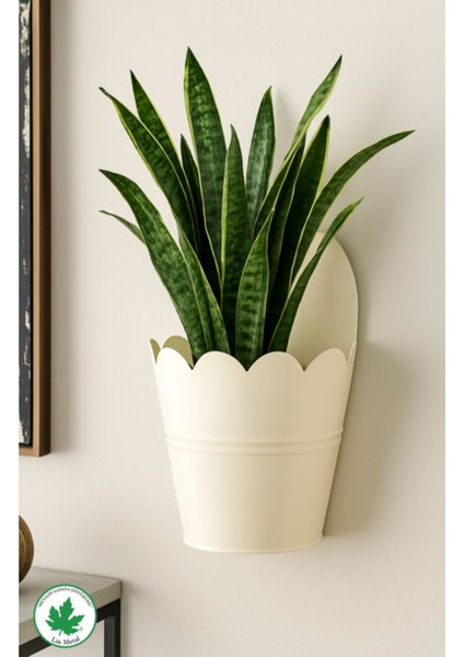Elite Aster Lüx Metal Duvar Saksısı, Modern Pinterest Duvar Dekorasyonu, Duvar Çiçeklik, Askılı Saksı 1 Adet