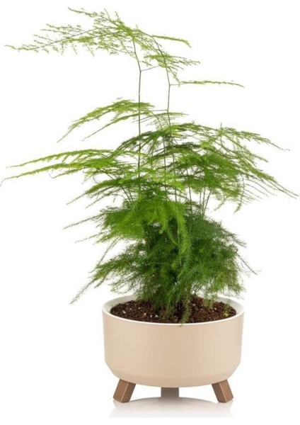 Elite Tripot Saksı 0,70 Lt, Bonsai Saksısı, Sukulent Saksısı, Ayaklı Saksı 1 Adet