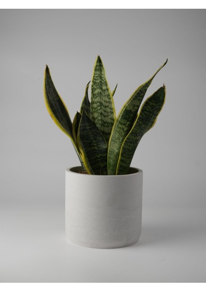 Elite Dekoratif Beton Saksı - Orta Boy Silindir - 13X15CM 1 Adet