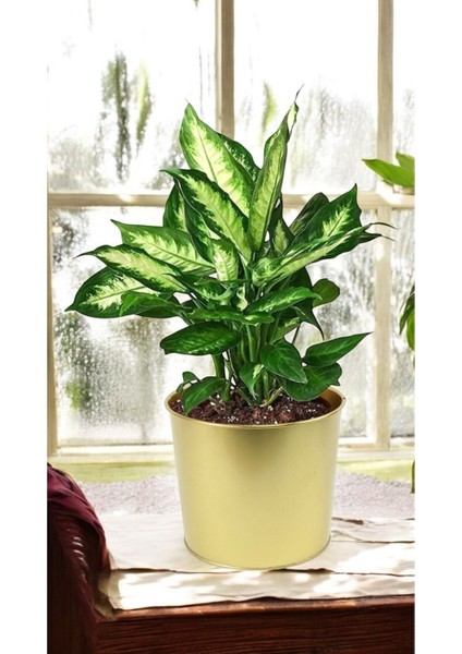 Elite Dekoratif Gold Saksı - 22 cm 1 Adet
