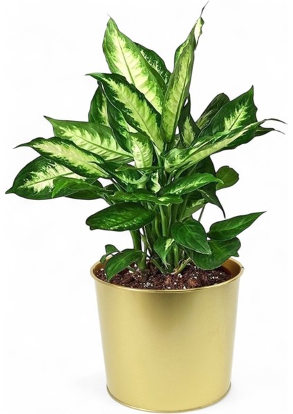 Elite Dekoratif Gold Saksı - 22 cm 1 Adet