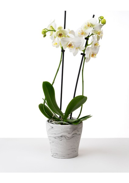 Elite Dekoratif Beton Saksı - Orkide Saksısı - Mermer Desenli - 13.4X12.7CM 2l 1 Adet