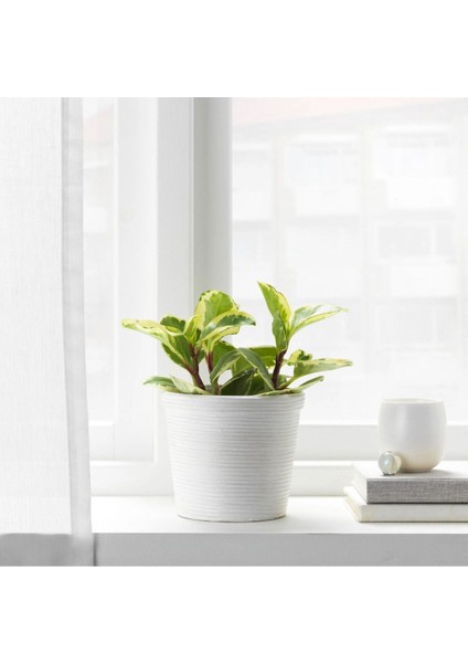 Elite Pekannöt Rattan Saksı 12CM 1 Adet