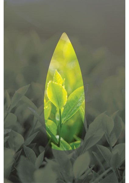 Elite Yeşil Çay Kokulu Geri Akış Tütsüsü Konik Tütsü Green Tea Backflow Incense Cones 10 Adet 1 Adet