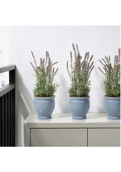 Elite Trumpetbuske Seramik Saksı 12CM 1 Adet