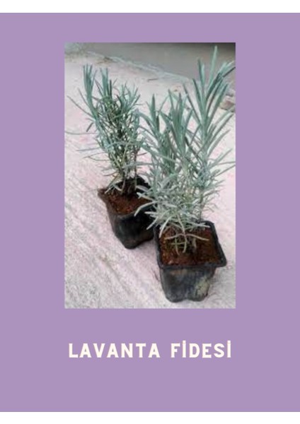 Yoğun Kokulu Aromatik Lavanta Fidanı 10-20 cm
