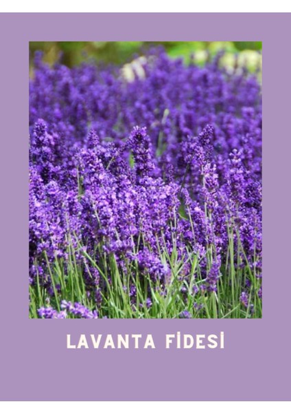 Yoğun Kokulu Aromatik Lavanta Fidanı 10-20 cm fiyatları