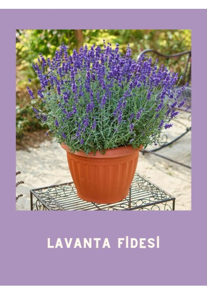 Yoğun Kokulu Aromatik Lavanta Fidanı 10-20 cm modelleri
