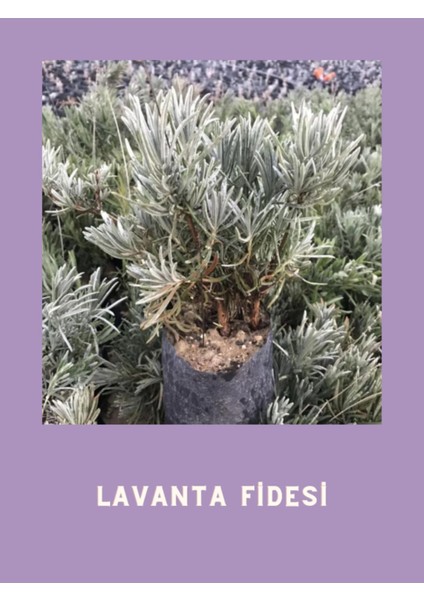 Yoğun Kokulu Aromatik Lavanta Fidanı 10-20 cm fırsatları
