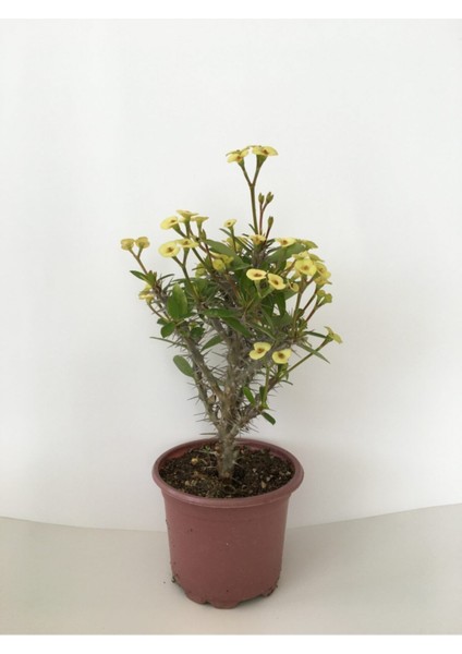 Dikenler Tacı Küçük Çiçekli Euphorbia Milli (Sarı) 10-20 cm