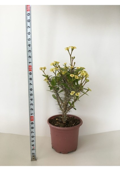 Dikenler Tacı Küçük Çiçekli Euphorbia Milli (Sarı) 10-20 cm