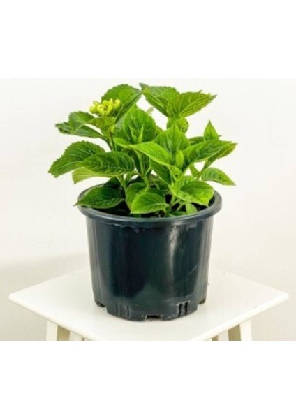 Beyaz Ortanca Çiçeği Fidanı 1 Adet 10-20 cm fiyatları