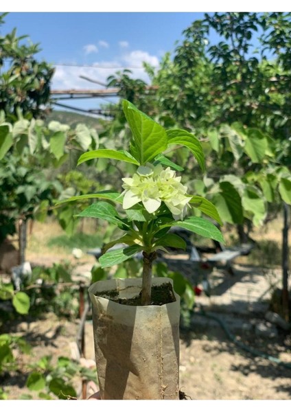 Beyaz Ortanca Çiçeği Fidanı 1 Adet 10-20 cm modelleri