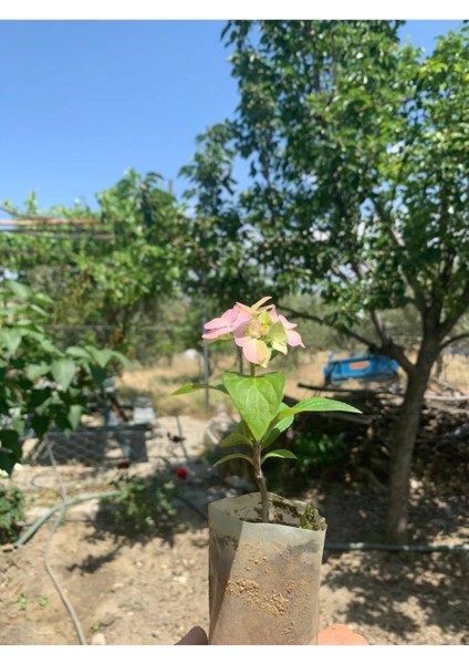 Beyaz Ortanca Çiçeği Fidanı 1 Adet 10-20 cm fırsatları