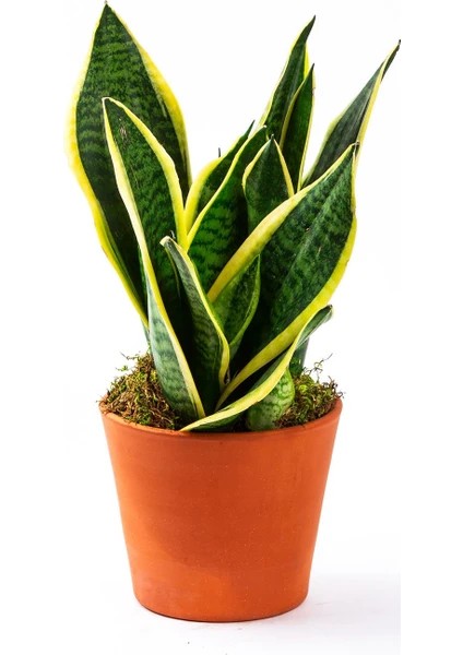 Küçük Tüpte Peygamber Kılıcı Fidanı 10 20 cm Boy