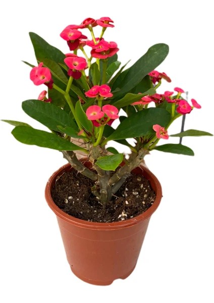 Kırmızı Küçük Tüpte Dikenler Tacı