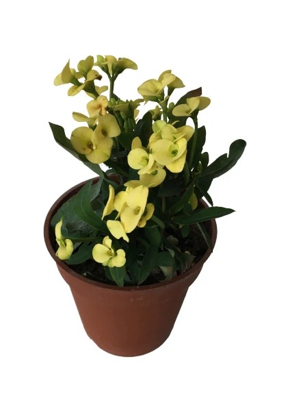Milli Euphorbia Dikenler Tacı Sarı