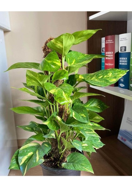 Potos Sarmaşığı Epipremnum Aureum 10-20 cm modelleri