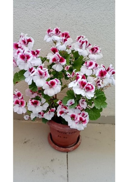 Ceylan Gözlü Sardunya Fide Kırmızı Beyaz 10-20 cm fiyatları