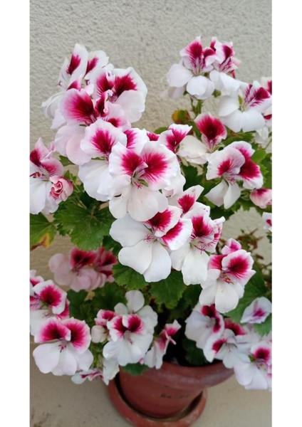 Ceylan Gözlü Sardunya Fide Kırmızı Beyaz 10-20 cm modelleri