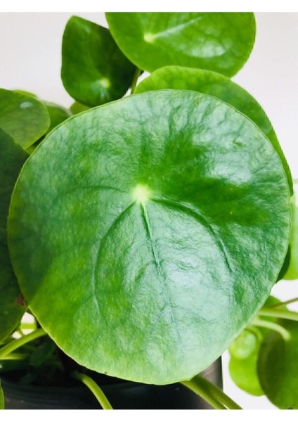 Pilea Peperomioides - Çin Para Ağacı - Ev Ofis Salon Iç Mekan fiyatları