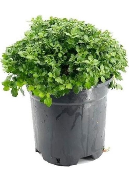 Karışık Renk Kasımpatı Fidanı 3 Adet Krizantem Chrysanthemum Seti 10-20 cm