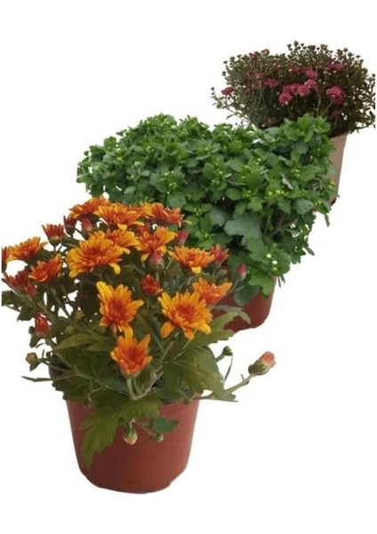 Karışık Renk Kasımpatı Fidanı 3 Adet Krizantem Chrysanthemum Seti 10-20 cm