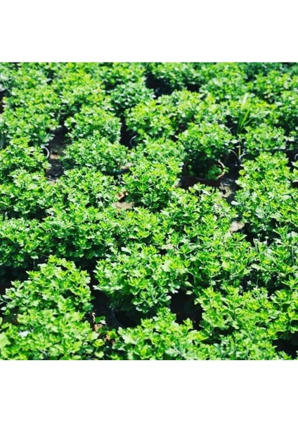 Karışık Renk Kasımpatı Fidanı 3 Adet Krizantem Chrysanthemum Seti 10-20 cm