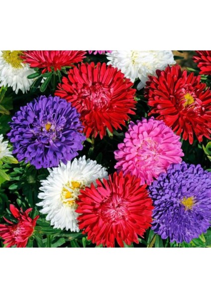 Karışık Renk Kasımpatı Fidanı 3 Adet Krizantem Chrysanthemum Seti 10-20 cm
