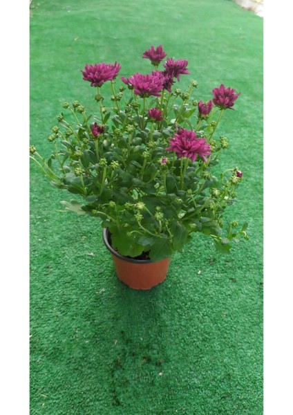 Kasımpatı Çiçeği Fidanı 10-20 cm