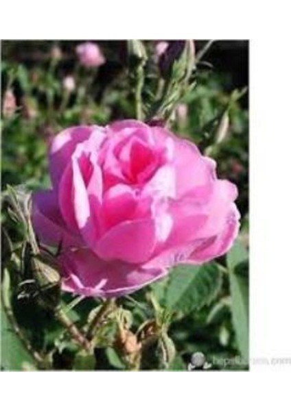 Pembe Sarmaşık Gül Fidanı 10-20 cm