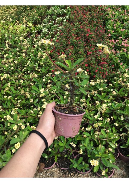 Dikenler Tacı Çiçekli Milli (Krem) 10-20 cm