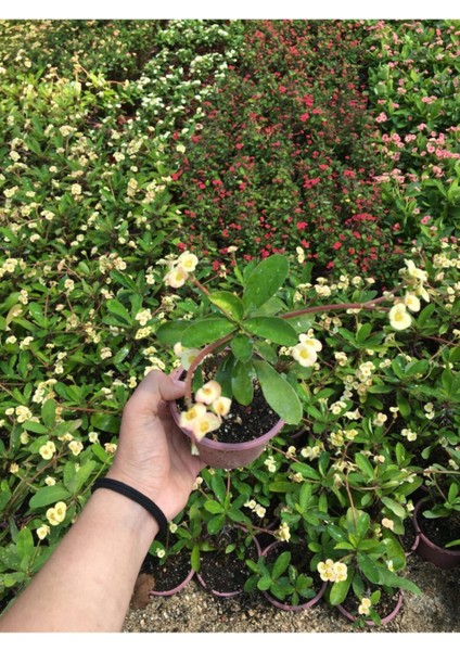 Dikenler Tacı Çiçekli Milli (Krem) 10-20 cm fiyatları