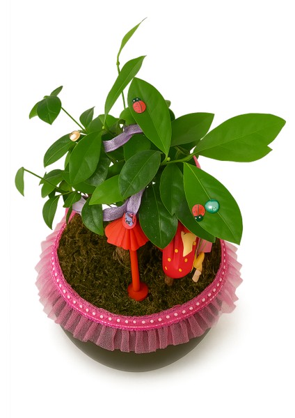 Efsun Bonsai – Özel Süslemeli Ficus Ginseng Şık ve Doğal Dekoratif Ağaç indirimleri